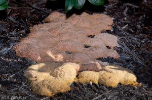 Pewaukee yard with dog vomit fungal disease.