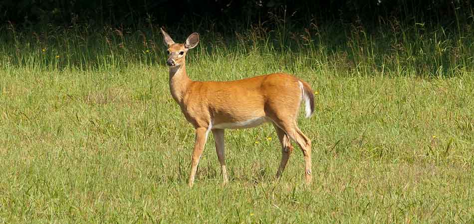 Bobbex Deer repellent has shown to be a successful measure in detering deer from the yards of Pewaukee, WI property owners.