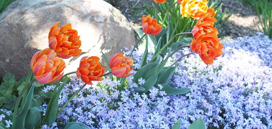 Homeowners all across Wauwatosa, WI and beyond can have their landscape beds benefit from the Color.365 program of Beautiful Blooms, LLC.
