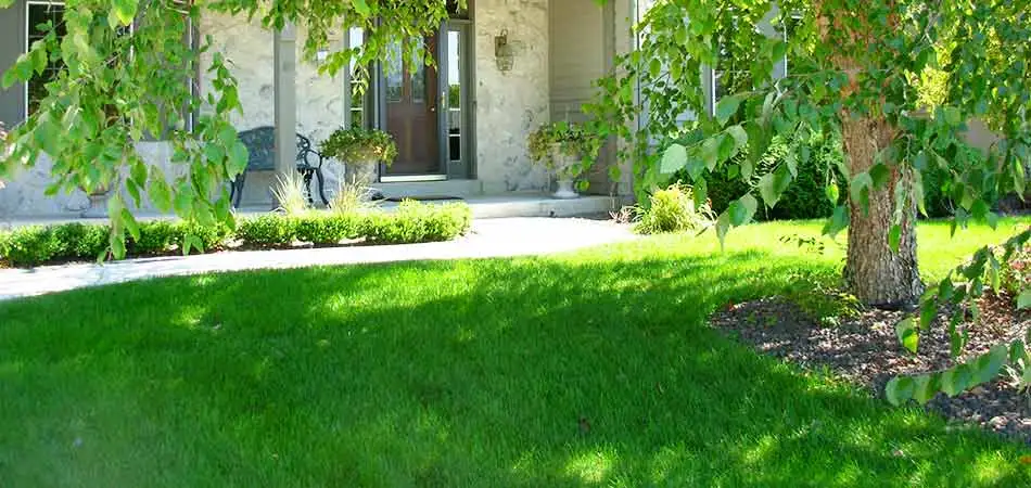 The front turf of this Pewaukee, WI property is reaping the benefits of aeration that was done in the previous fall.