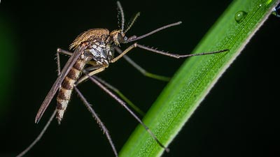 Mosquito standing on a leaf in a close-up photo.