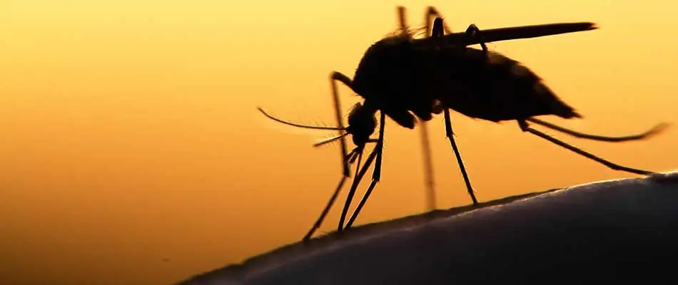 A close-up silhouette of a mosquito against an orange sunset background. The insect is perched, possibly feeding, with its proboscis extended.