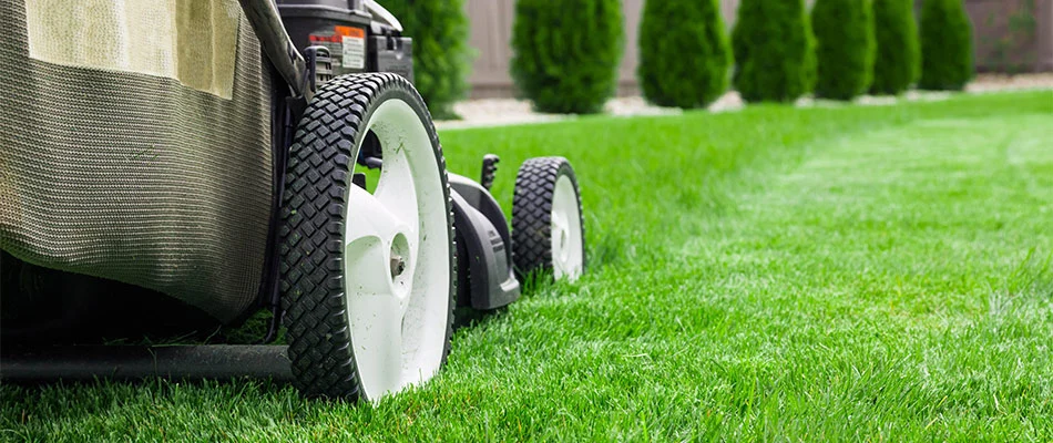 A close-up view of a lawn mower cutting lush green grass, with neatly trimmed edges and a row of shrubs in the background.