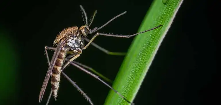 A close-up image of a mosquito resting on a green leaf with a dark, blurred background emphasizing the insect's details and the leaf's texture.