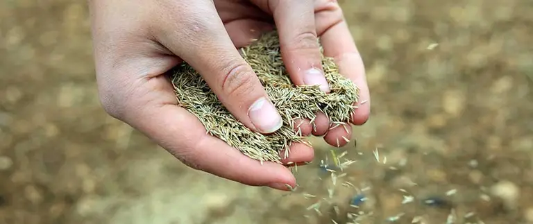 A person's cupped hands are holding and sifting through a pile of small, dry, golden grass seeds, with some seeds falling back to the ground.