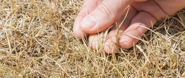 A person's hand is touching dry, patchy grass, suggesting drought, poor lawn health, or environmental issues. The image highlights the contrast between life and decay.