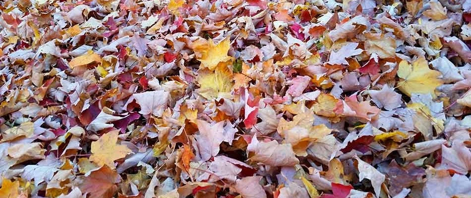 The image shows a dense carpet of multicolored autumn leaves covering the ground, featuring shades of yellow, orange, red, and brown.