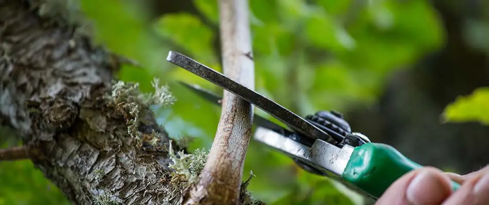 A person is pruning a thin branch with a green-handled pruning shear against a blurred natural background of green leaves and tree bark.