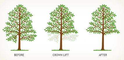 The image presents three illustrations of a tree demonstrating the stages of crown lifting, labeled "Before," "Crown Lift," and "After," showing progressive pruning of lower branches.