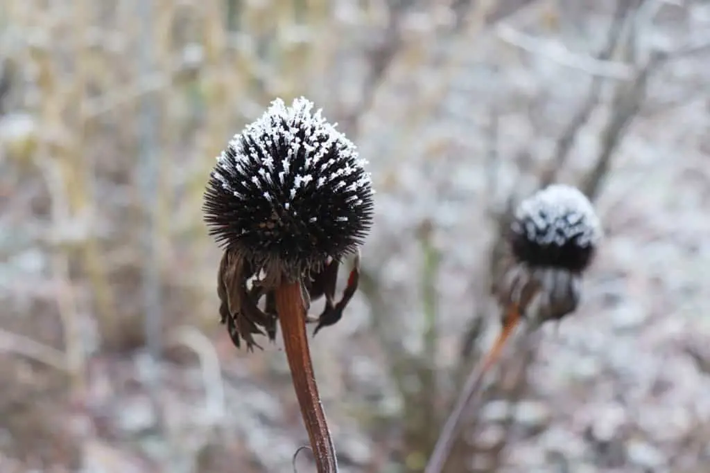 Two withered plants with spiky heads, possibly echinacea, stand covered in a dusting of snow against a blurred natural background, evoking a wintry scene.