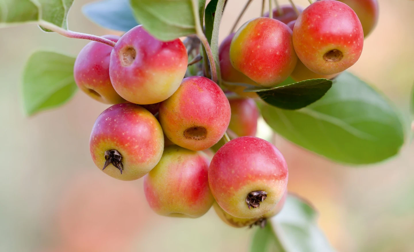 A cluster of ripe, red and yellow apples hanging from a tree branch, surrounded by green leaves, with a soft-focus background.