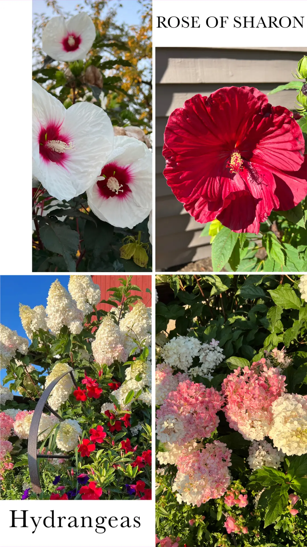 The image displays various flowers labeled "Rose of Sharon" and "Hydrangeas", showcasing their unique colors ranging from white with crimson centers to deep red and pink clusters.