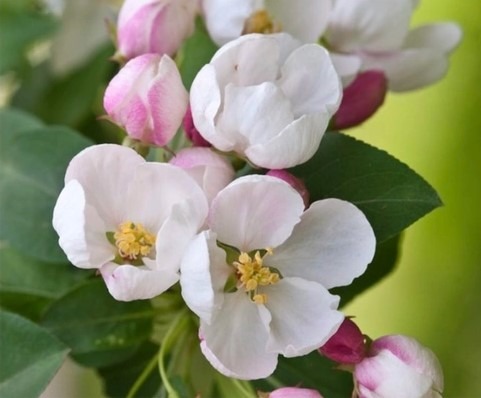The image shows a cluster of delicate white and pink apple blossoms with visible yellow stamens, surrounded by lush green leaves.