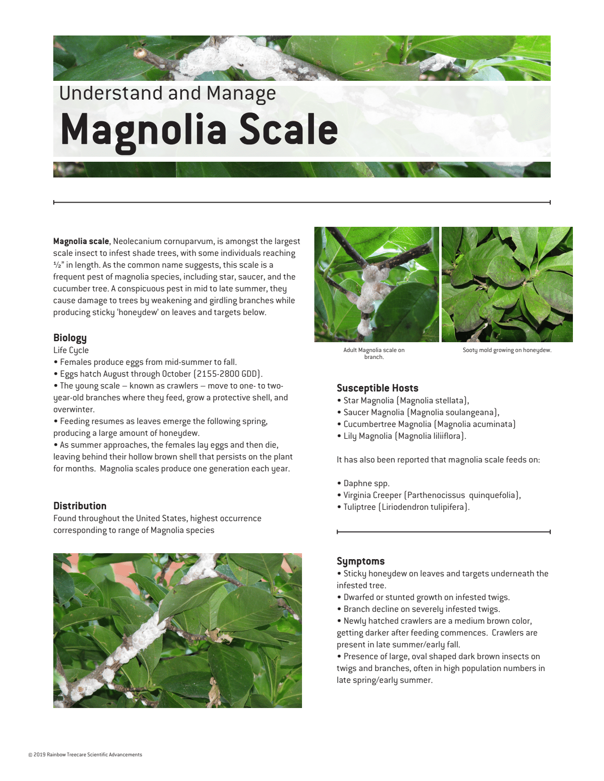 This informational document details how to understand and manage Magnolia Scale, an insect pest, including its biology, life cycle, distribution, susceptible hosts, and symptoms. Images show scale insects on branches.