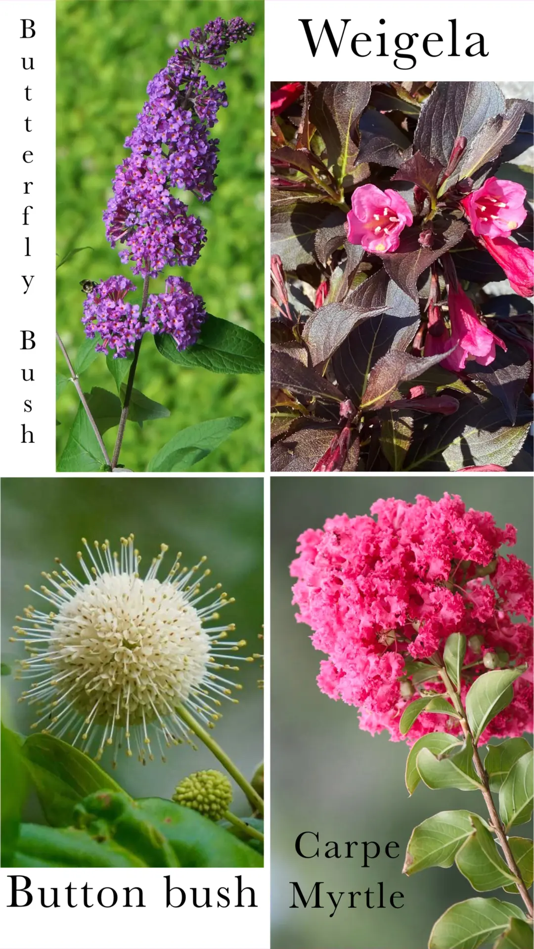 The image shows four different flowering plants with their names: Butterfly Bush, Weigela, Buttonbush, and Crape Myrtle, each exhibiting unique colors and flower structures.