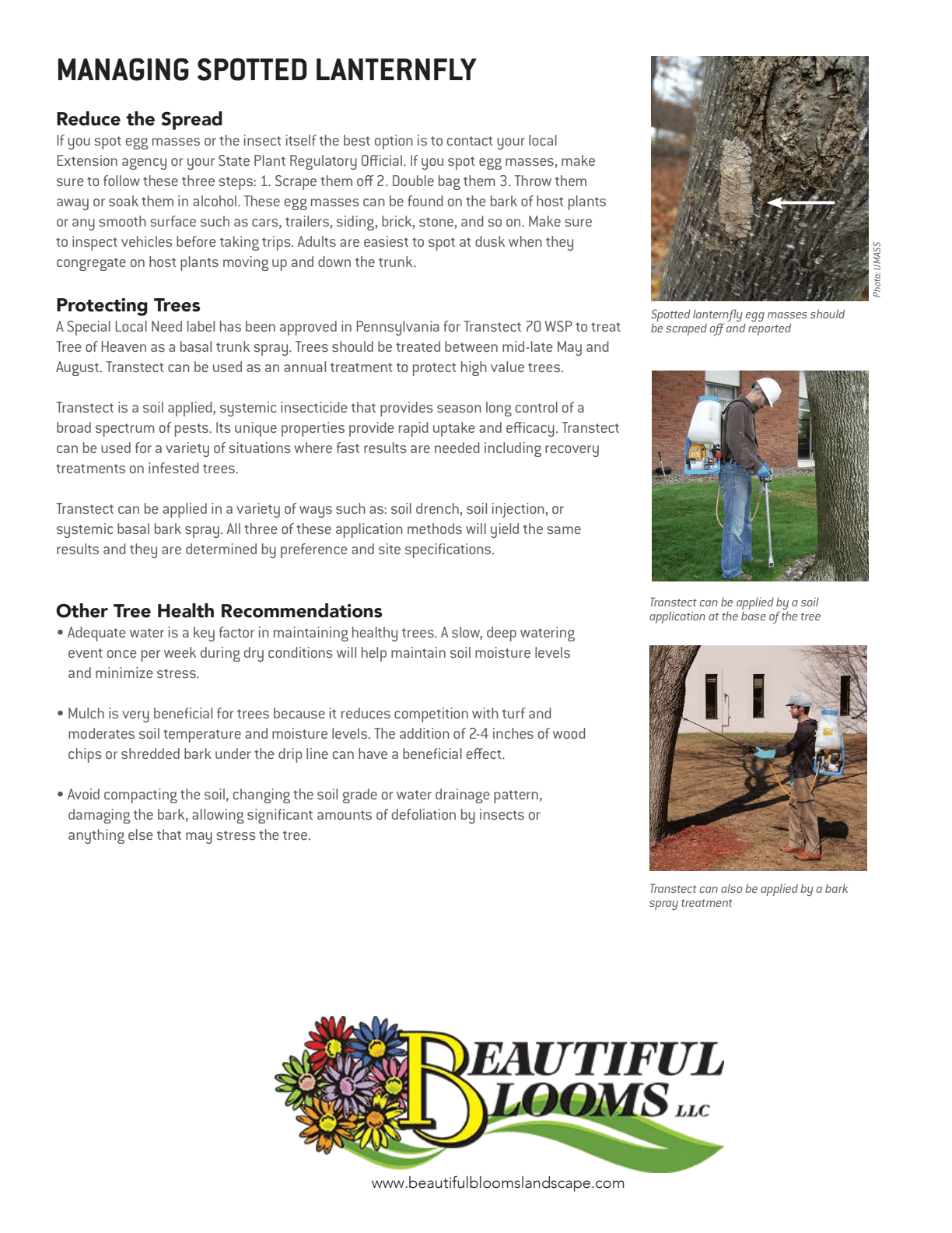 The image is an informational flyer on managing spotted lanternfly with a person applying treatment to a tree. It contains text, images, and a company logo.