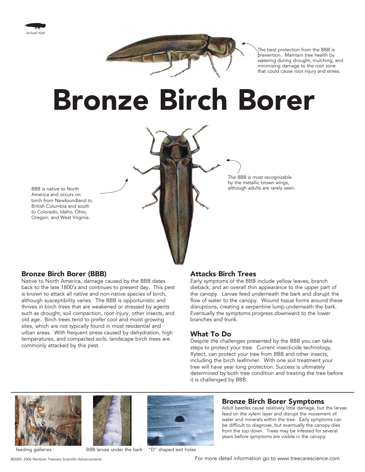 This image provides information about the Bronze Birch Borer insect, showing illustrations, descriptions of damage, symptoms, and preventive measures for trees.