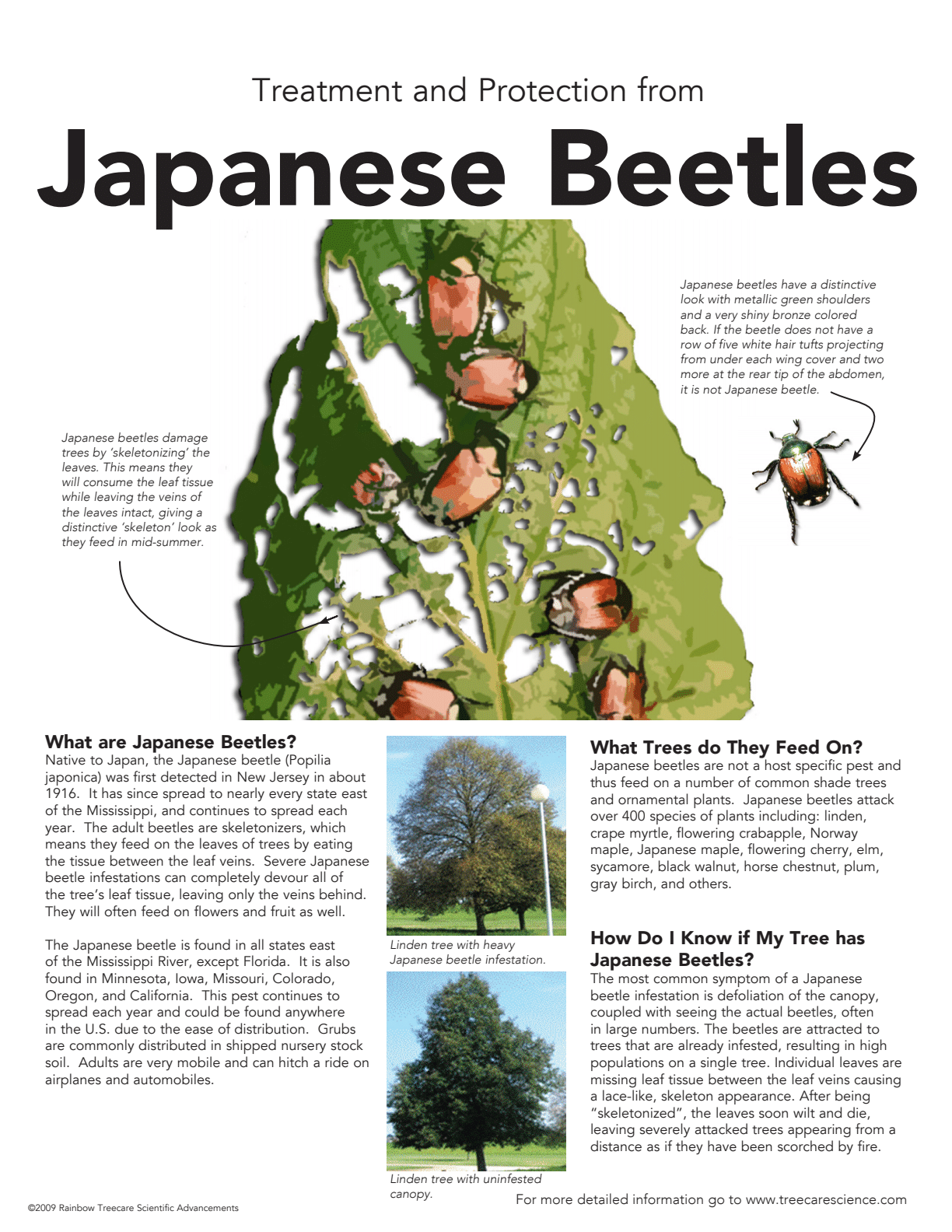 The image is an educational poster about treating and protecting from Japanese Beetles, describing their impact on trees, appearance, and feeding habits.