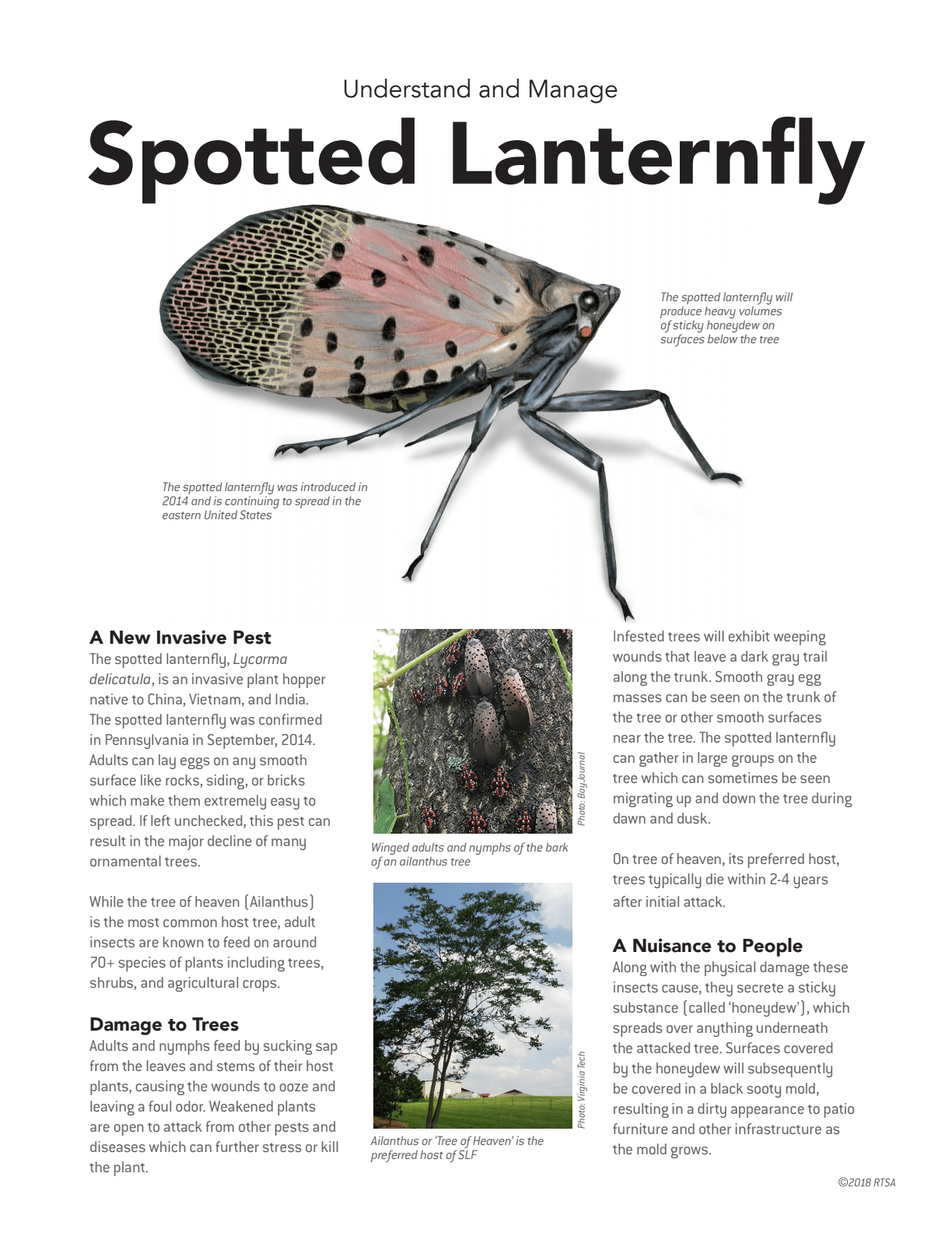 Educational poster titled "Understand and Manage Spotted Lanternfly" detailing the invasive lanternfly species, their impact on trees, and nuisance to people. Includes images of the insect and affected trees.