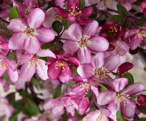 The image shows a cluster of vibrant pink flowers with five petals each, surrounded by green leaves, possibly from a crabapple tree.