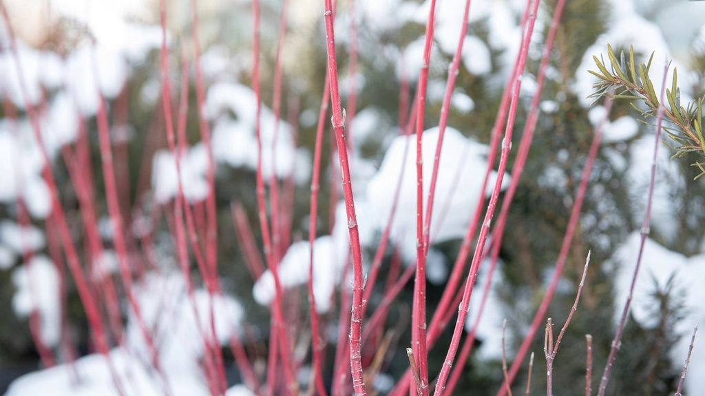 Red-barked branches stand out in a snowy landscape with soft-focused evergreen trees in the background, creating a serene and cold winter scene.