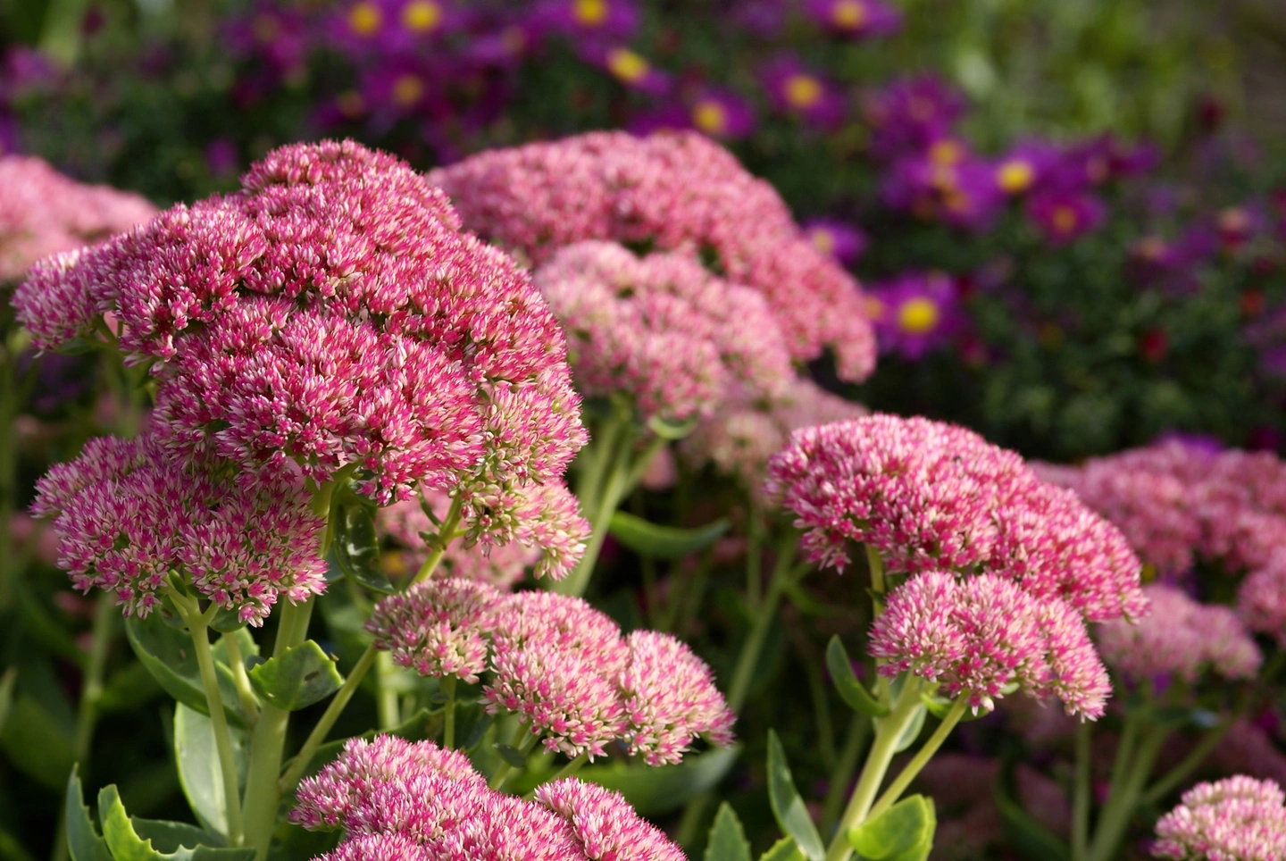 The image shows vibrant pink clustered flowers in focus, with blurred purple flowers in the background, surrounded by green foliage under daylight.