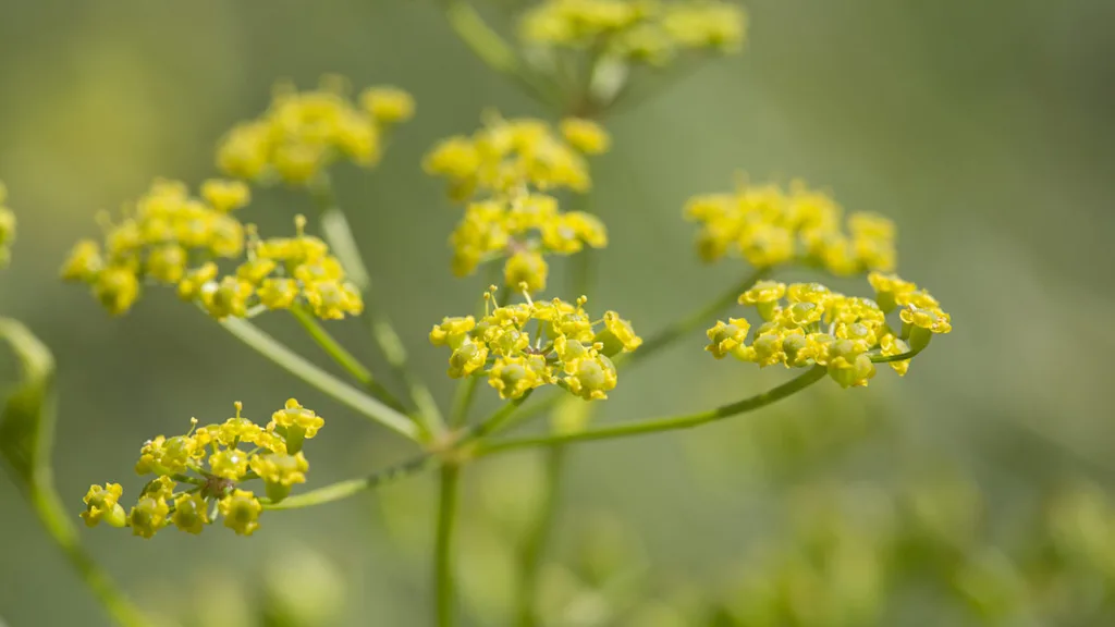 The image shows delicate yellow flowers clustered on thin green stems. They stand out against a blurred, soft green background. It conveys a serene natural setting.