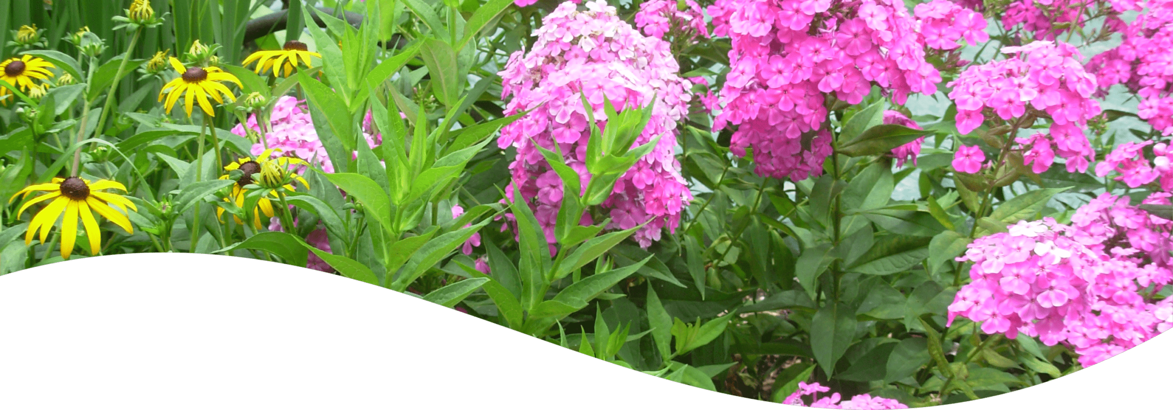 This image features a vibrant garden with yellow coneflowers and clusters of pink phlox blossoms amid lush green foliage, showcasing the beauty of summertime flora.