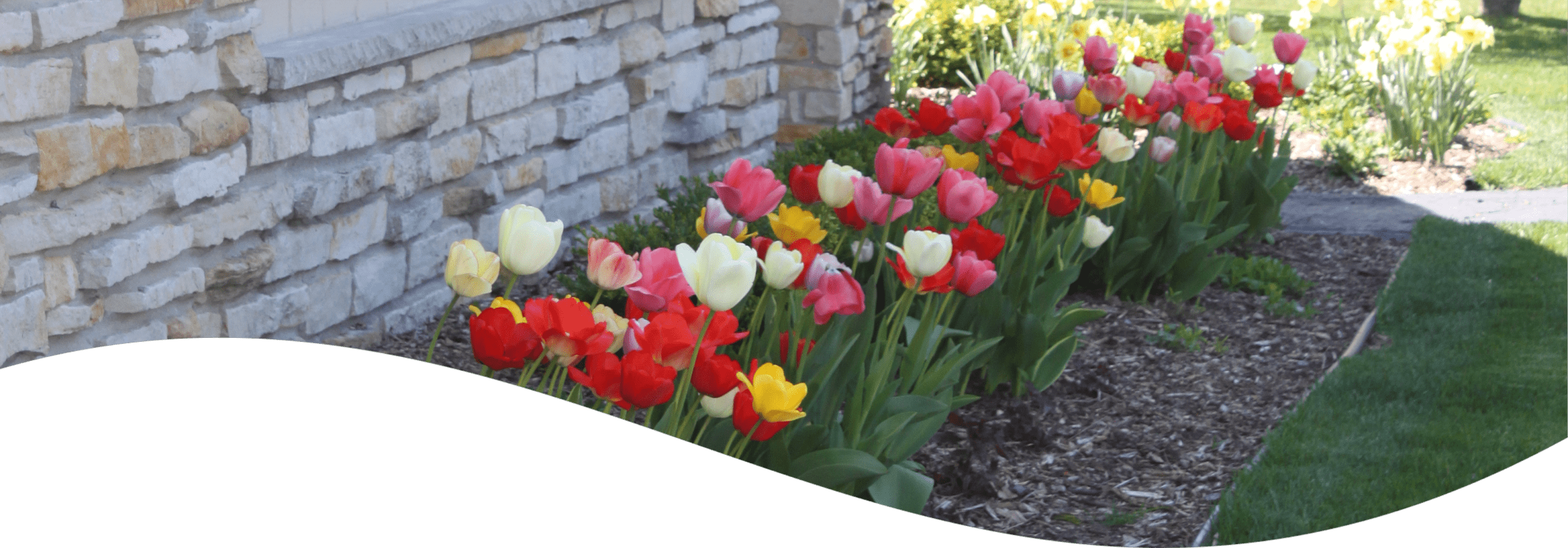 A vibrant garden bed with a mix of red, pink, yellow, and white tulips against a stone wall, under a sunny sky, beside a grassy lawn.
