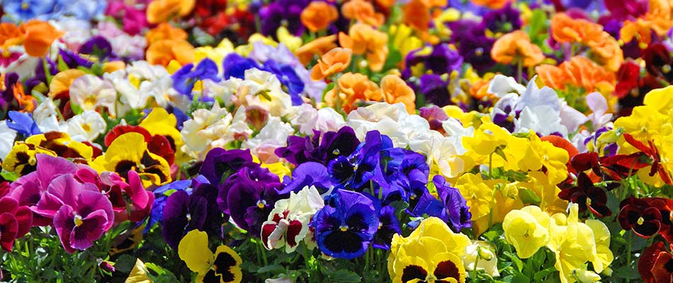 A vibrant assortment of multicolored pansy flowers in bloom, showcasing shades of purple, yellow, red, orange, and white against green foliage.