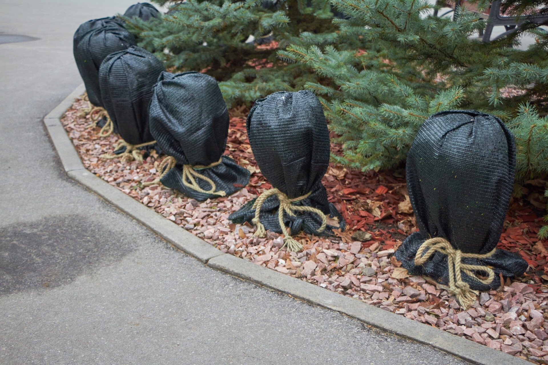 Five tree base covers tied with rope are arranged in a row beside a curved sidewalk, nestled against an evergreen shrub above red mulch.