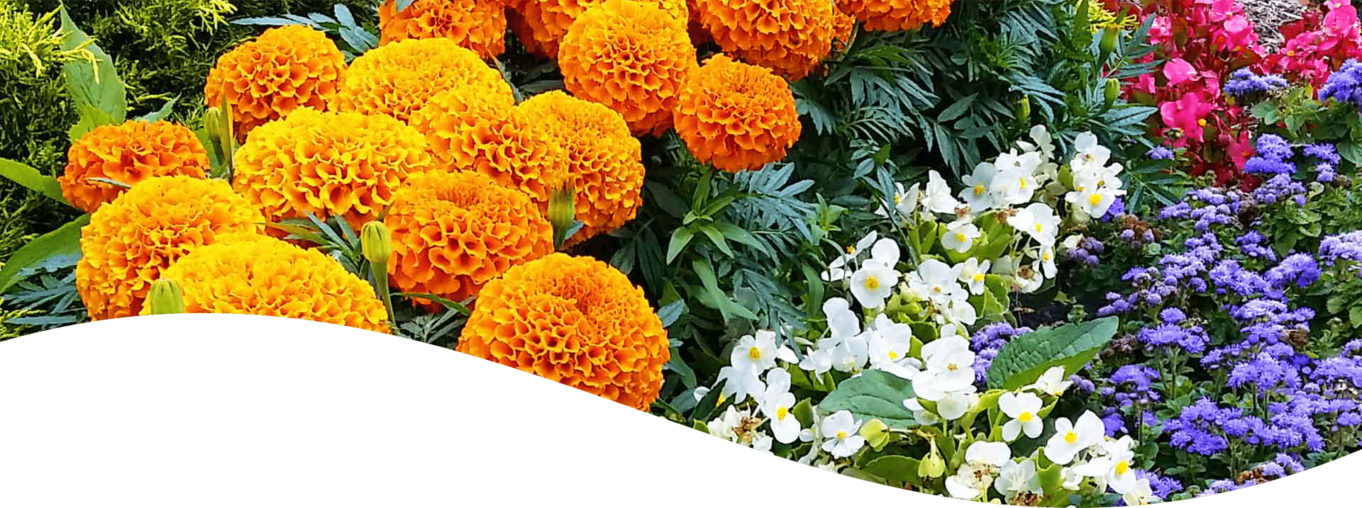This image showcases a vibrant flower bed with large, orange marigolds, white and purple blooms, and verdant foliage, arranged in a lush, appealing garden display.