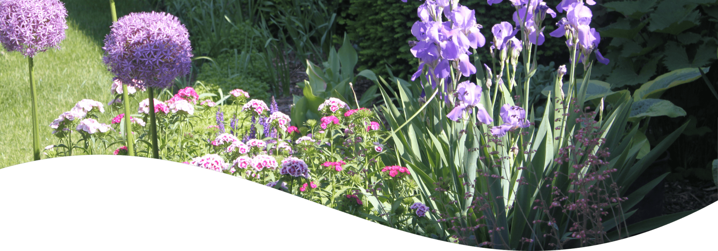 The image shows a lush garden with vibrant purple alliums, pink and purple flowers, greenery, and a neatly trimmed grass lawn.