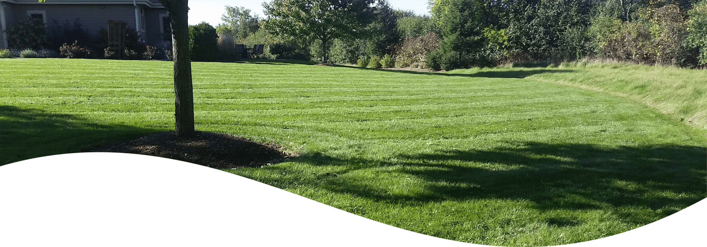 This image shows a neatly mowed lawn with a pattern of stripes, a young tree in mulch, patio furniture in the distance, and surrounding trees.