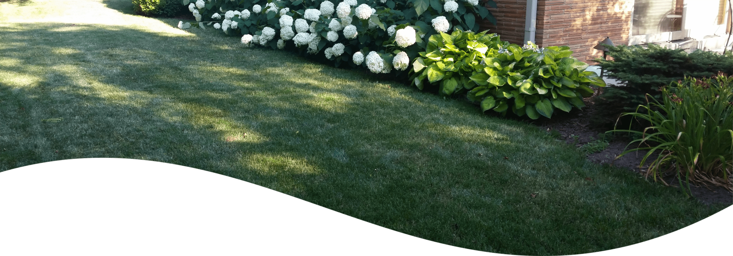 This image shows a well-maintained garden with lush green grass, Hydrangea bushes with white blooms, hostas, and a small evergreen shrub.
