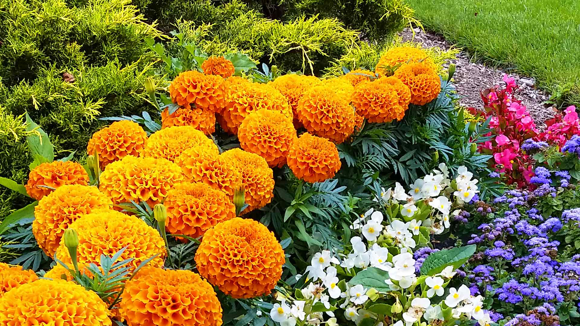A vibrant flower bed with orange marigolds, white and blue blooms, pink flowers, and lush green shrubs, showcasing a variety of colors and textures.
