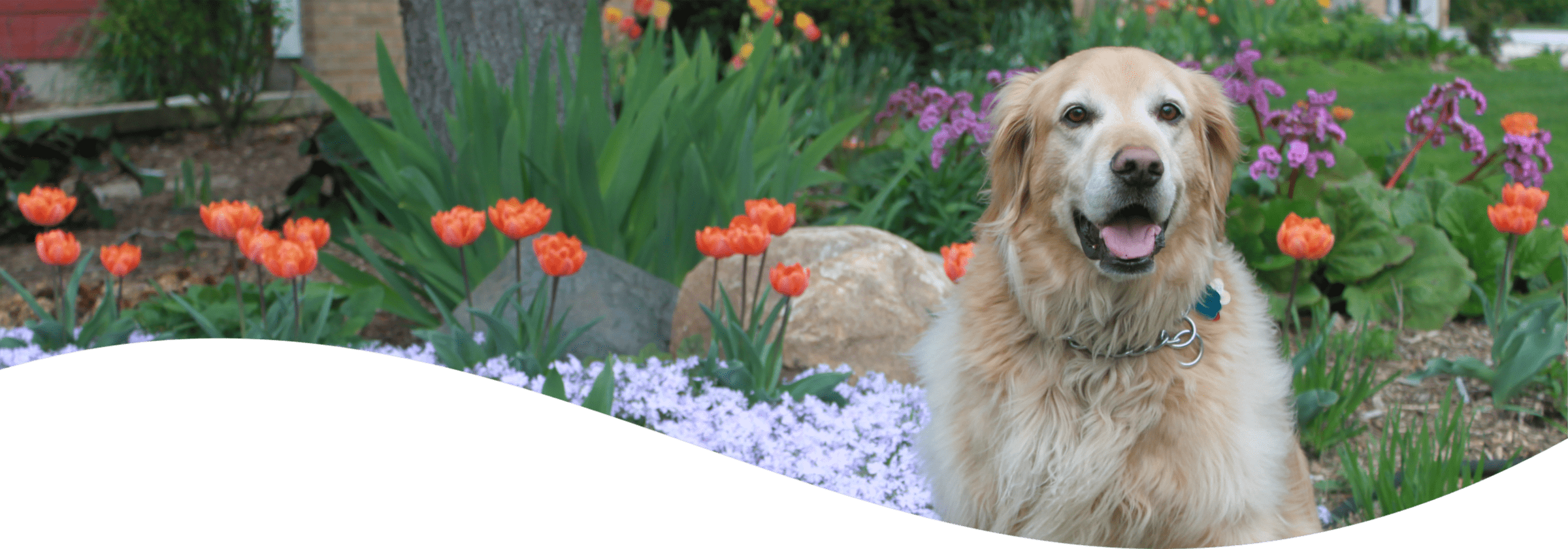 A happy golden retriever sits among vibrant flowers in a lush garden, its tongue out, embodying the joy of a sunny day outdoors.