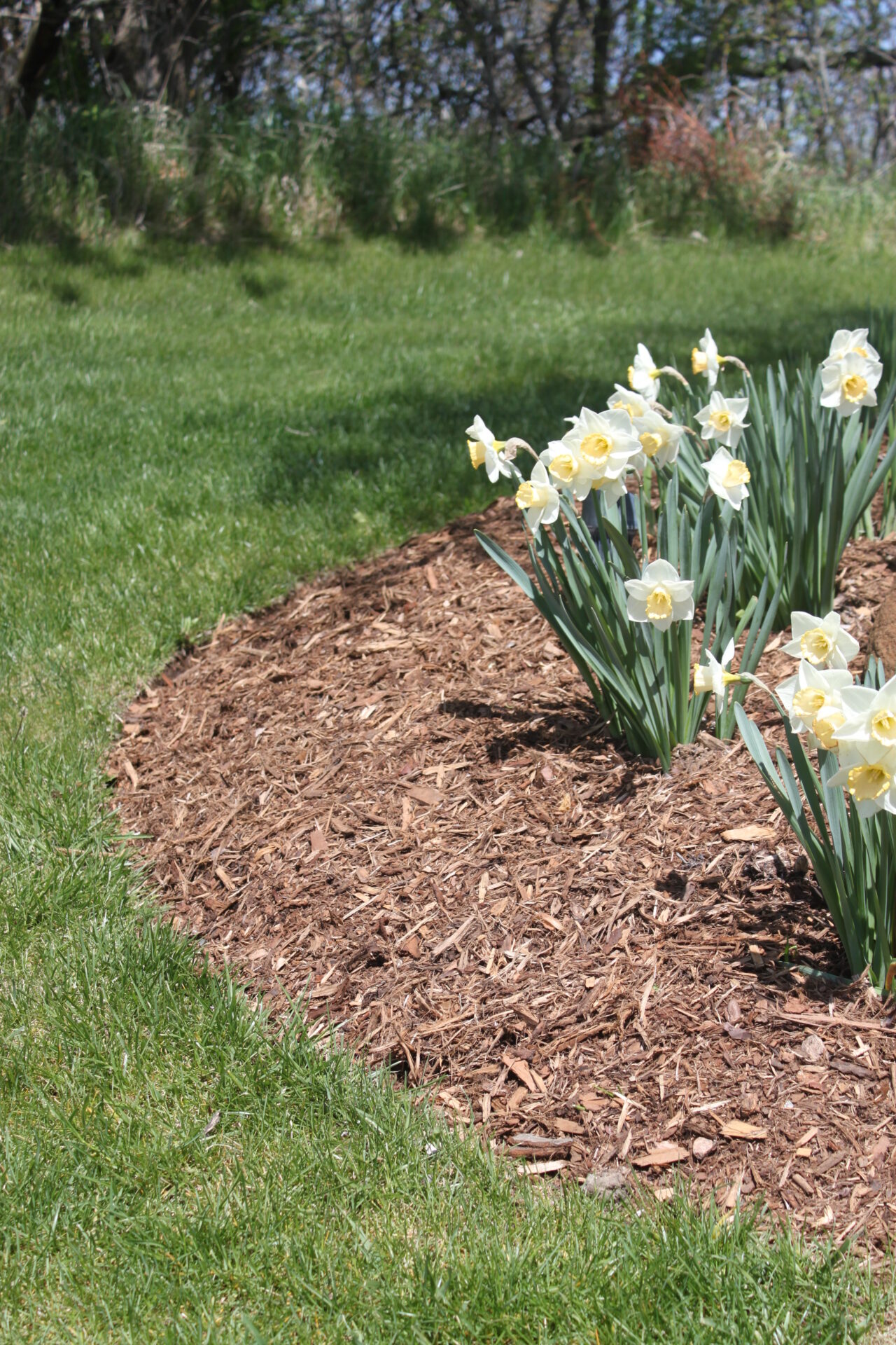 A garden bed covered with mulch edged by manicured grass, showcasing a group of blooming daffodils under a sunny sky with trees in the background.