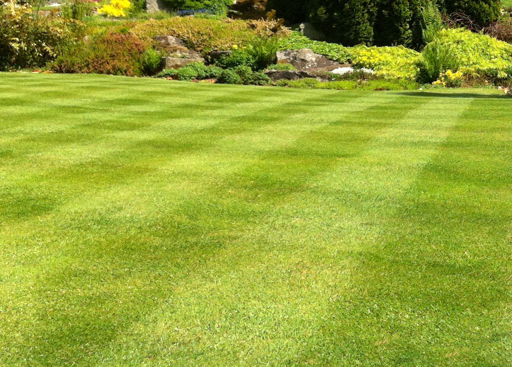 A neatly mowed lawn with striped patterns. In the background, a rockery with various shrubs and flowers bathed in sunlight is visible.