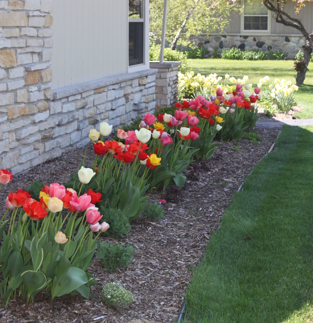 A neatly maintained garden with a vibrant array of tulips next to a house with stone and siding exterior under a clear blue sky.