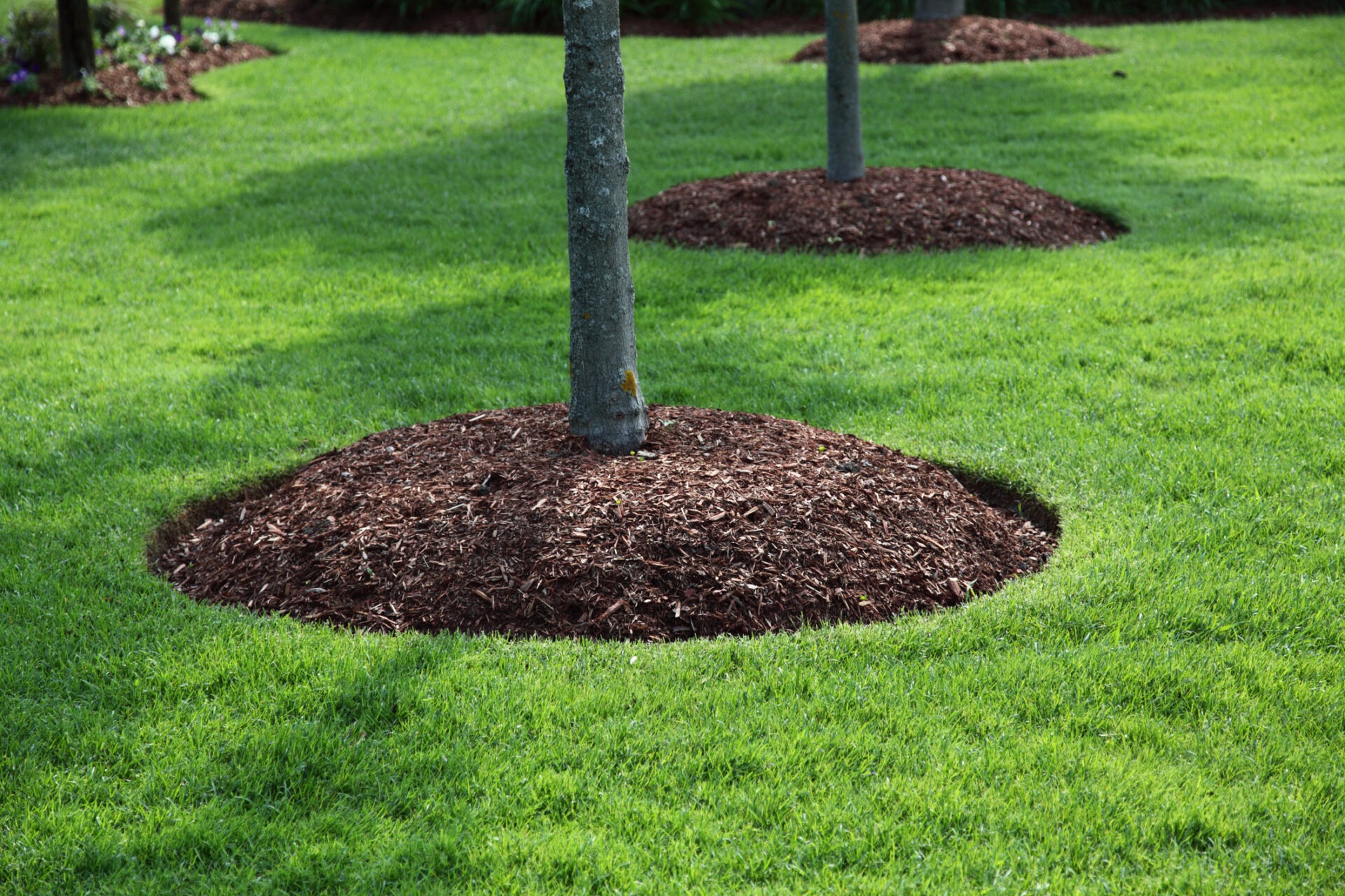 The image shows a neatly manicured lawn with a tree trunk surrounded by a circular mulch bed in a well-maintained garden or park.