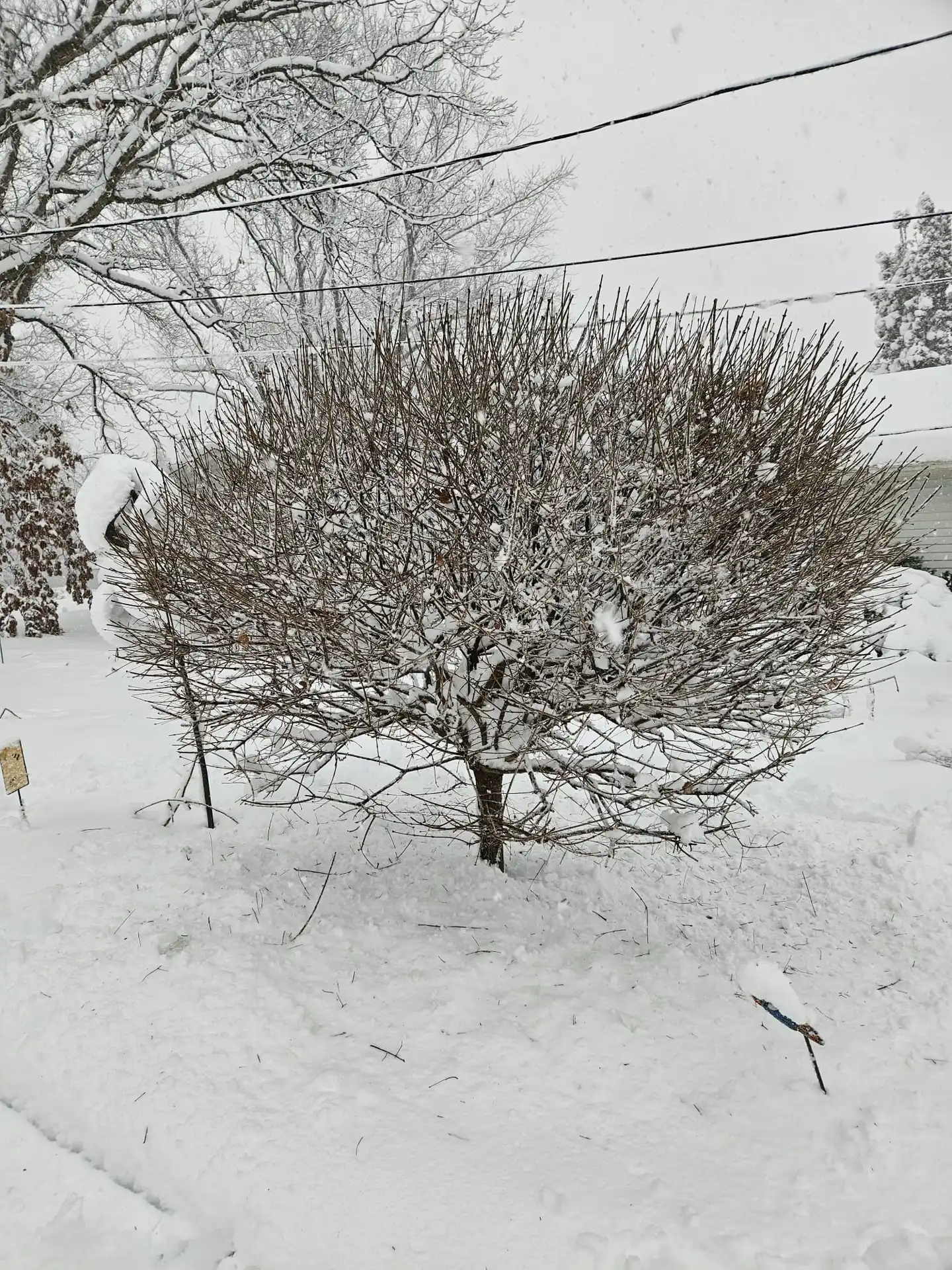 A leafless tree stands centered amid a snowy landscape with snow-laden branches and a white blanket covering the ground, while power lines cross the gray sky.