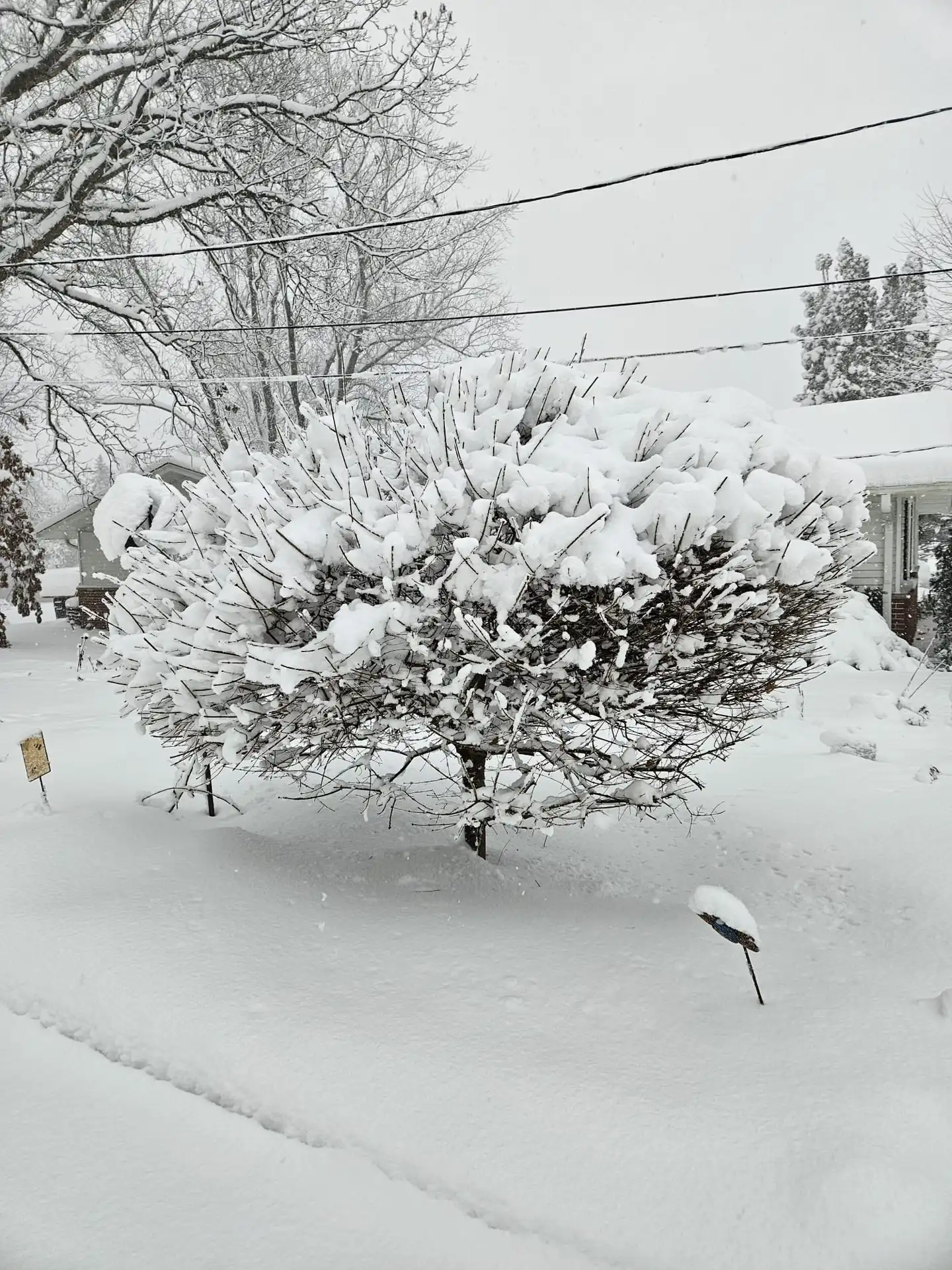 A snow-covered shrub stands prominently in a winter landscape, with a thick blanket of snow covering the ground and treetops, in a residential area.