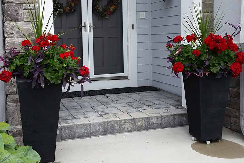 Two large black planters with red flowers and greenery flank a home's entrance with a gray door and stone siding. A welcoming, decorative doorstep.