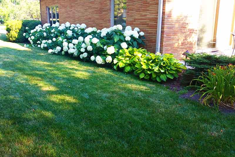 A well-manicured lawn with white hydrangea bushes, hostas, and daylilies beside a brick building under a clear blue sky.