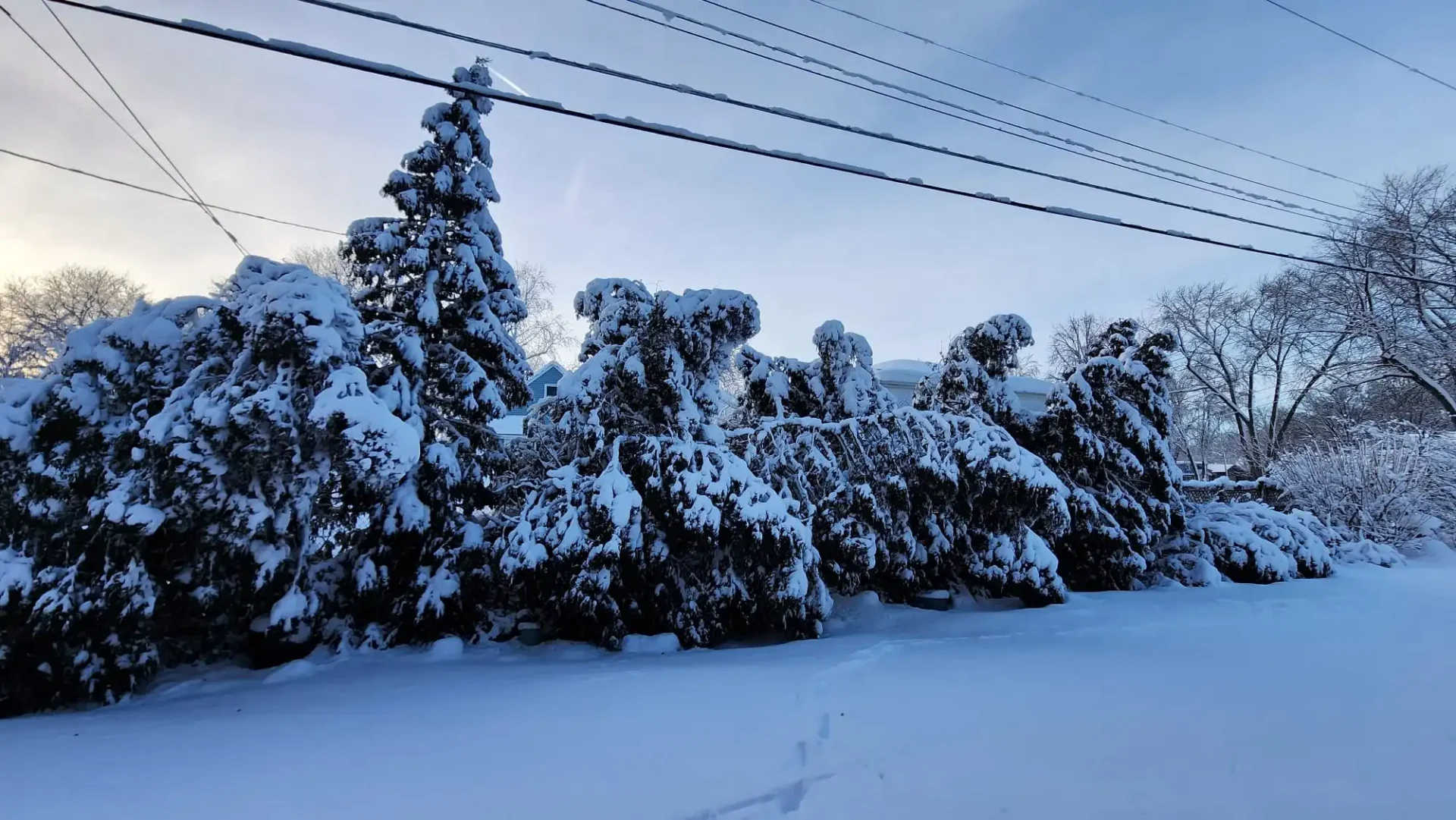 A winter scene with heavily snow-laden evergreen trees, power lines above, and a blanket of undisturbed snow covering the ground during twilight hours.