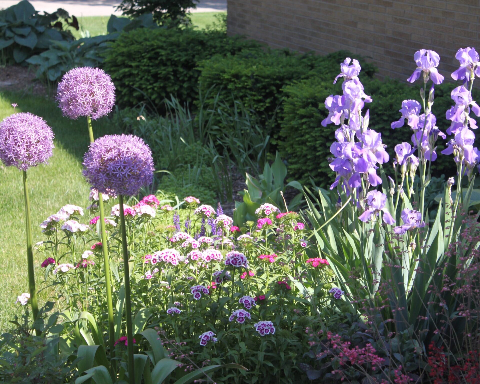 A vibrant garden with tall purple alliums, irises, and clusters of pink and purple flowers. Lush greenery surrounds the blooms, against a brick building.