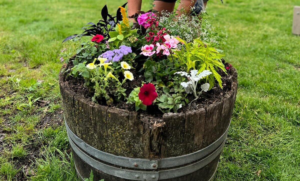 A wooden barrel planter filled with colorful flowers and plants sits on a grassy lawn, showcasing a blend of red, pink, purple, and green hues.