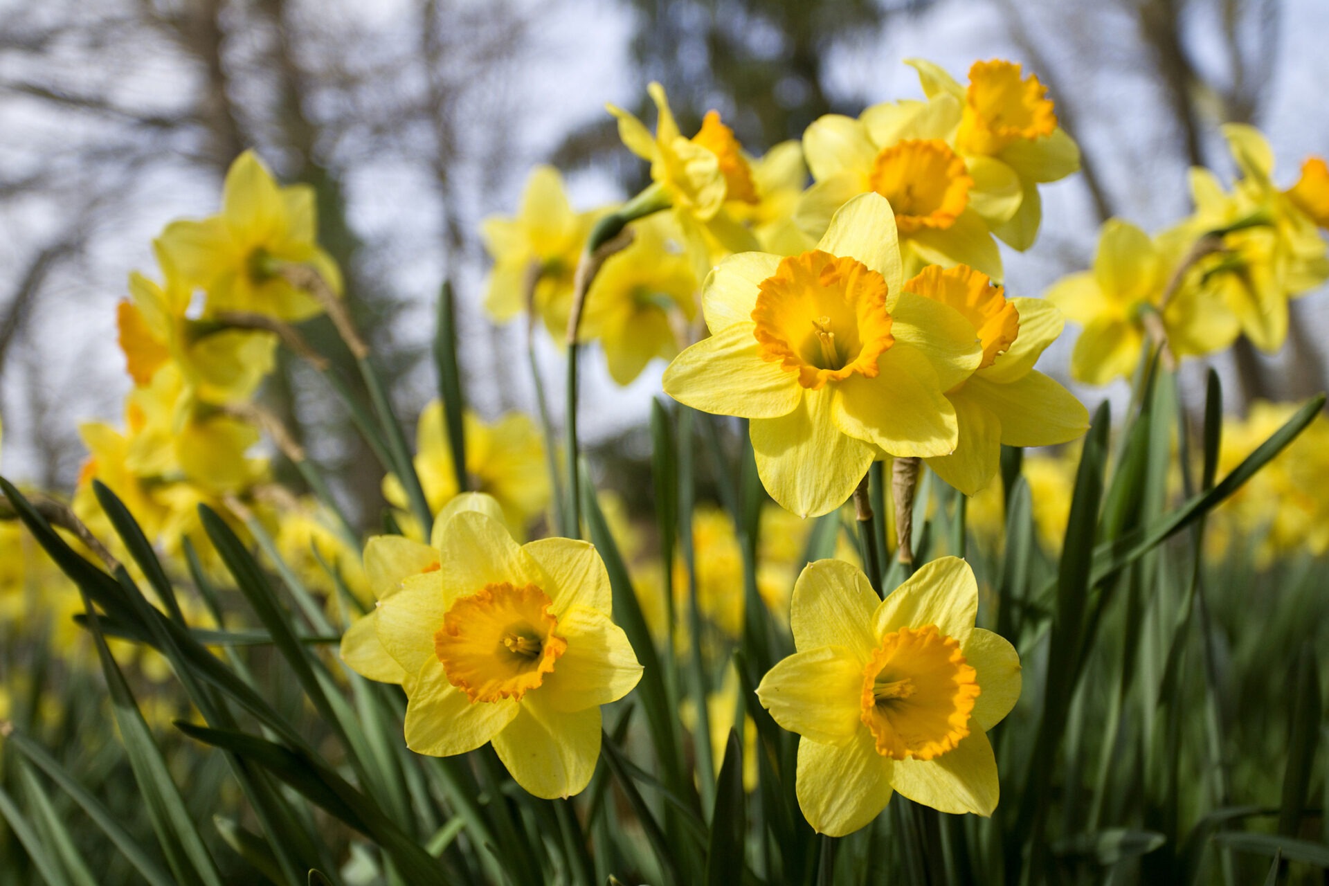 This image shows a vibrant group of yellow daffodils with orange centers blooming against a soft-focus background of trees and sky.
